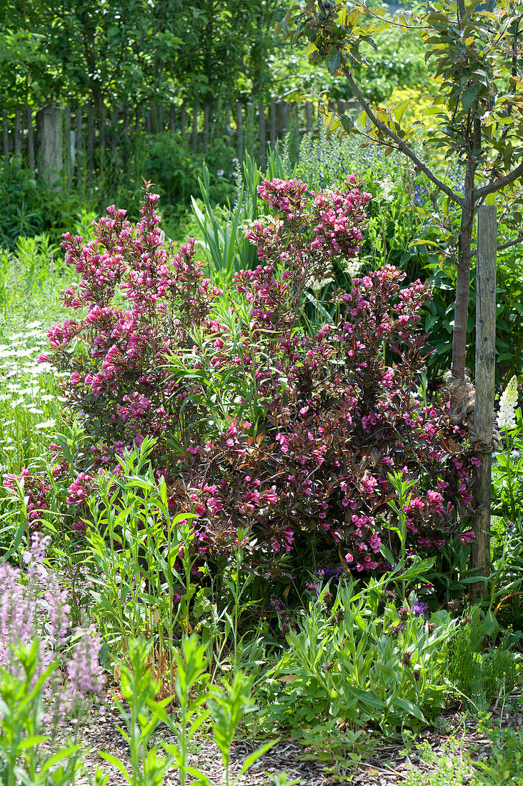 Weigela florida 'Purpurea' (Red-leaved Weigela) next to Malus (apple tree)