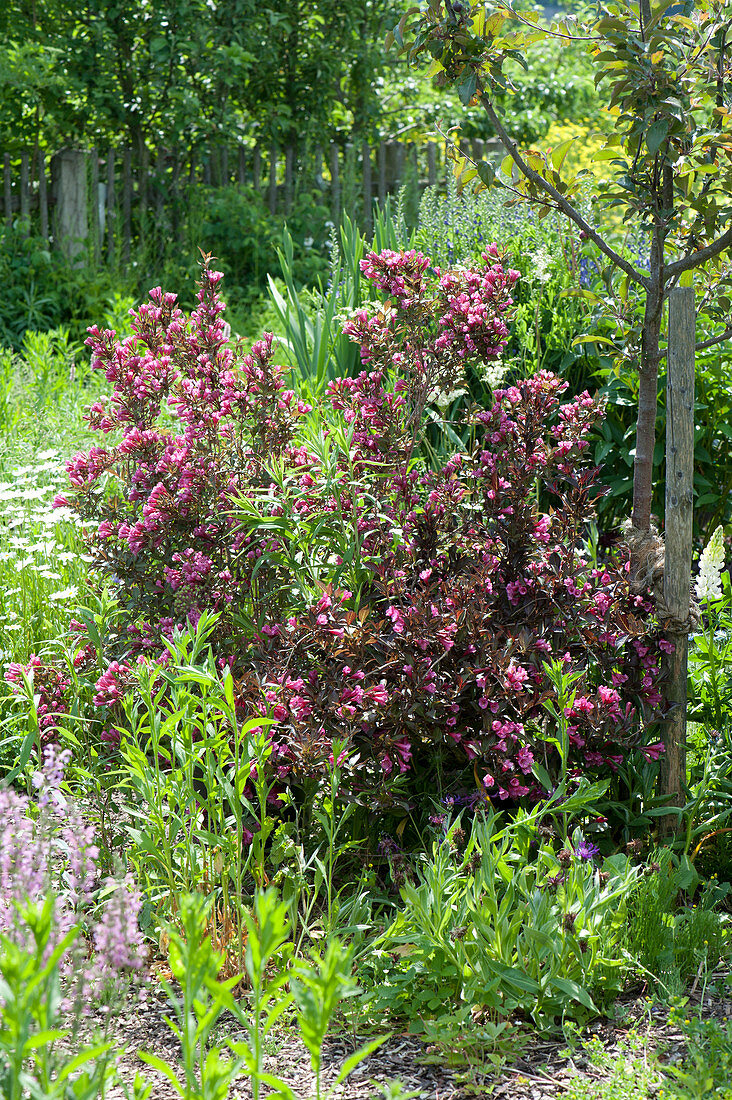 Weigela florida 'Purpurea' ( Rotblättrige Weigelie ) neben Malus ( Apfelbaum )