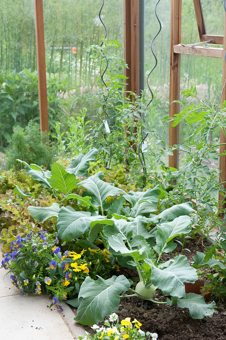 Gemüsebeet im Gewächshaus: Brassica (Kohlrabi), Lycopersicon (Tomaten)