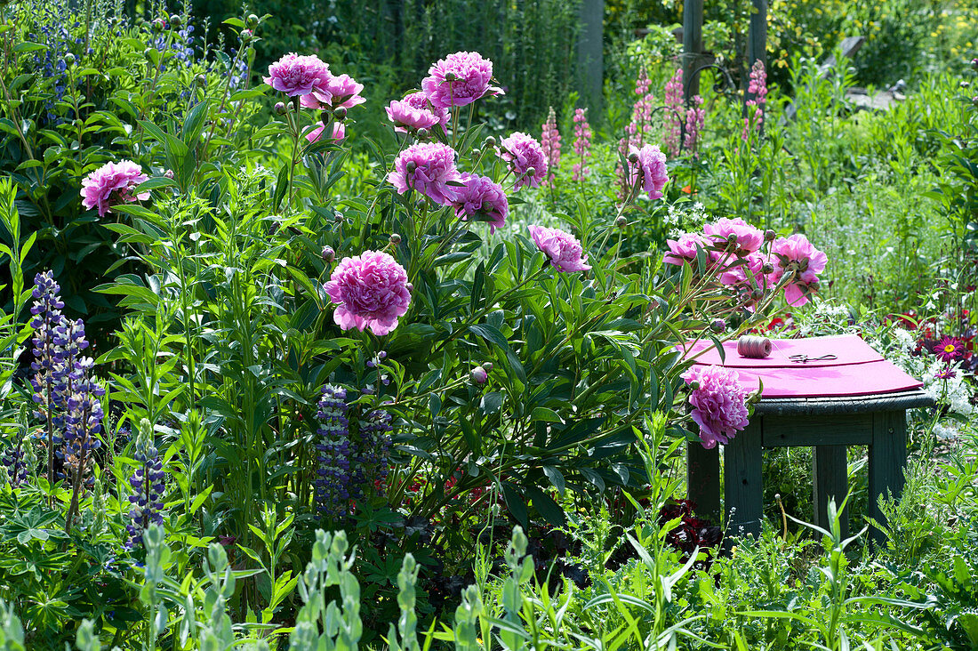 Hocker als Sitzplatz im Beet neben Paeonia lactiflora 'Glory Hallelujah'