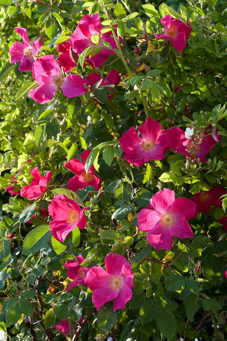 Rosa gallica 'Scharlachglut' ( Historische Strauchrose ),