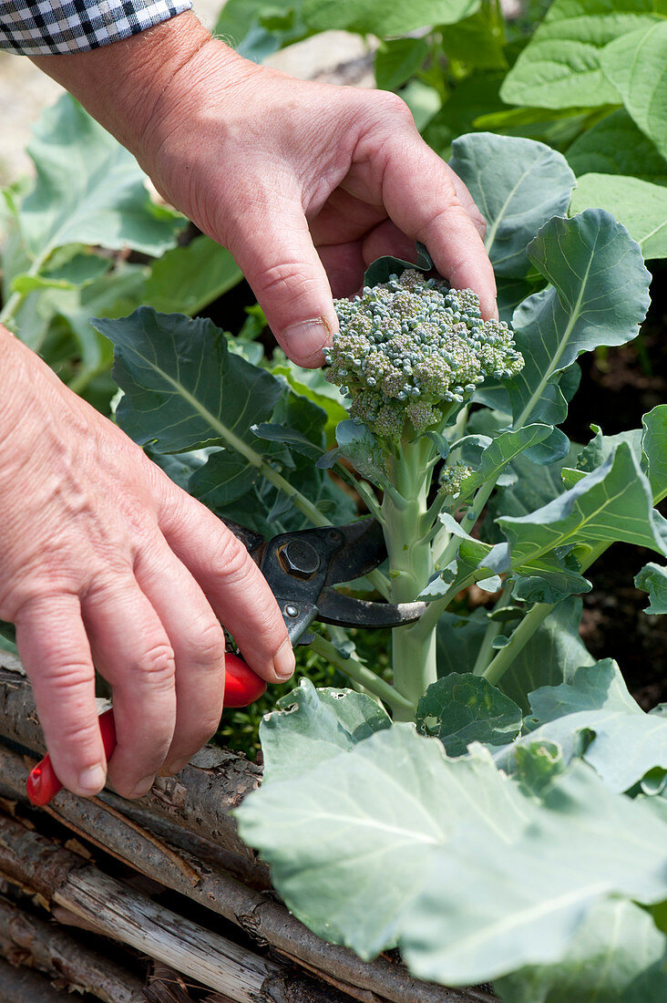 Man harvesting brassica (broccoli) buds in raised bed