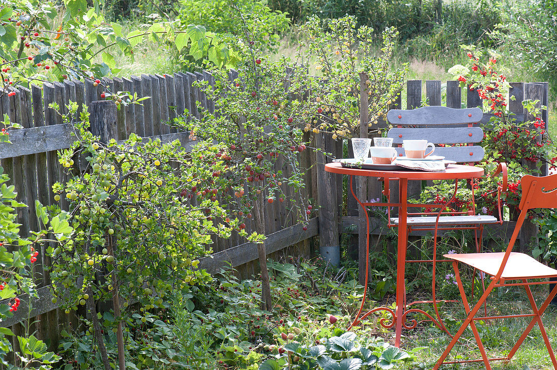 Berry fruit in the organic garden