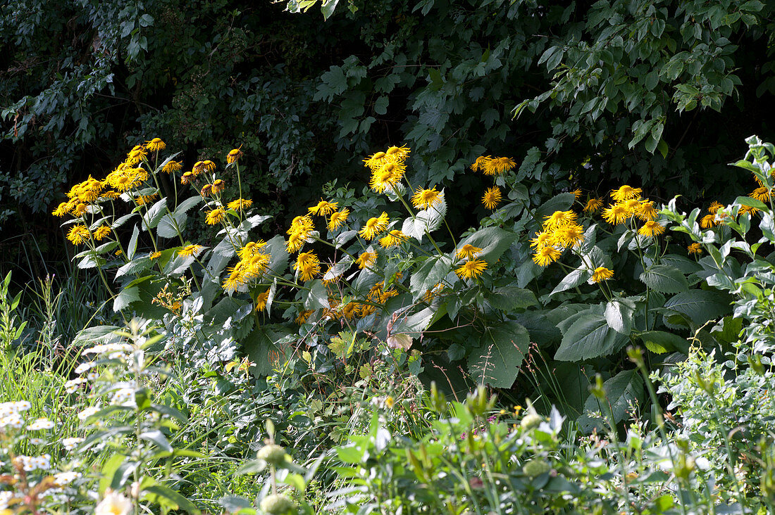 Inula helenium (Real Alant) in front of shrubs