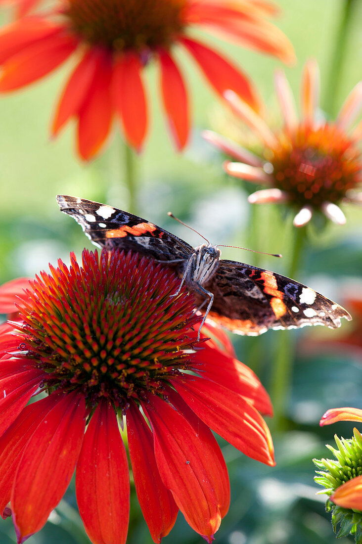 Admiral Schmetterling ( Vanessa atalanta ) auf Blüte von Echinacea