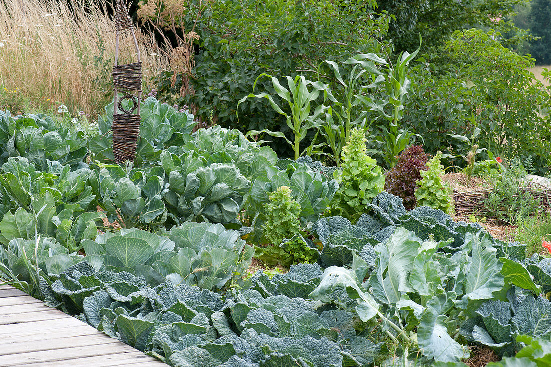 Vegetable bed with various cabbage varieties