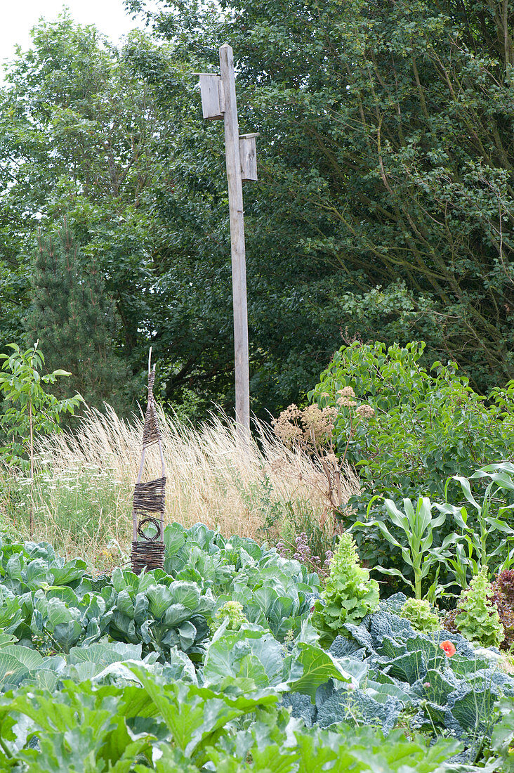 Vegetable bed with various cabbage varieties