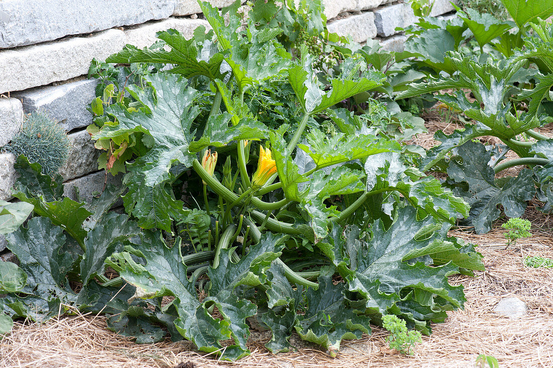 Cucurbita 'Diamant F1' hybrid (zucchini) with male flowers