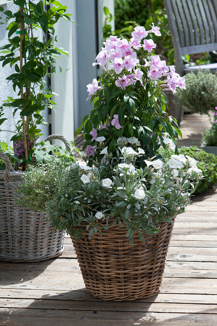 Pandorea jasminoides (Laubenwein), Convolvulus cneorum (silver-wind)