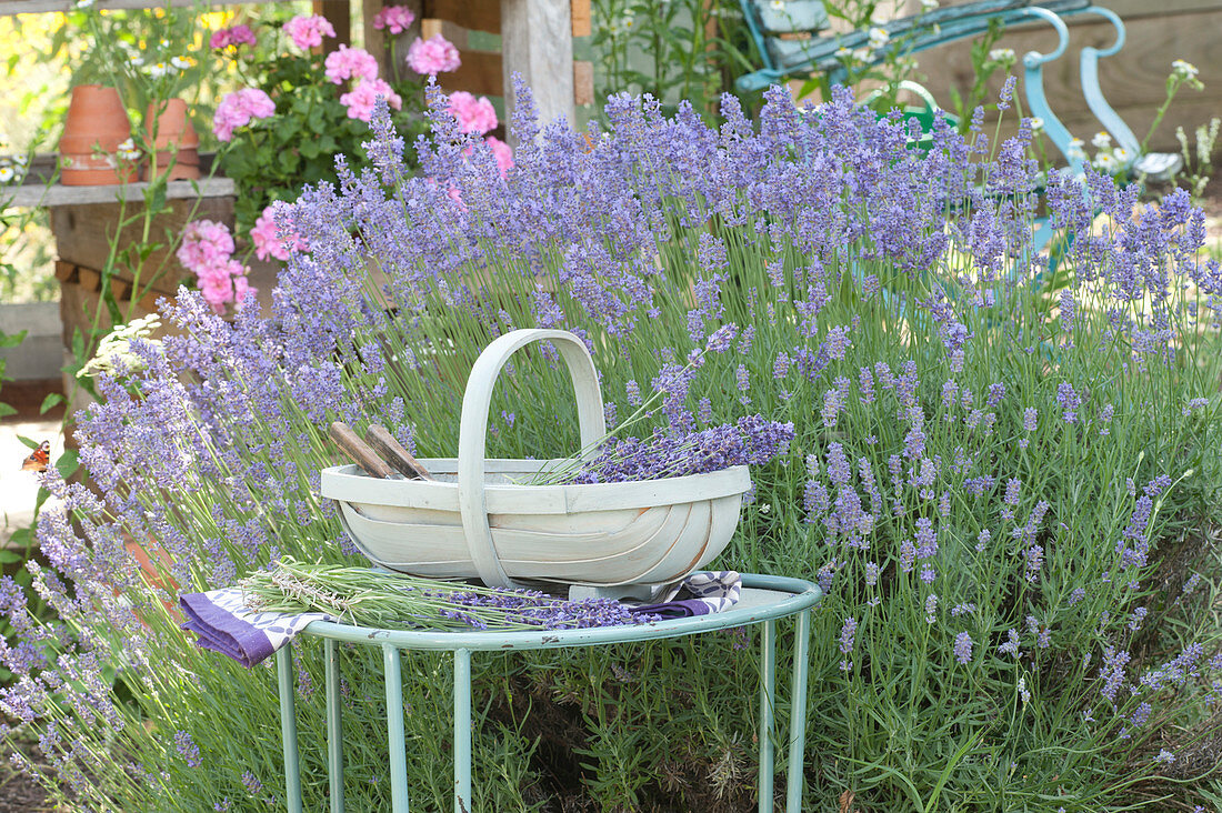 Lavender harvest: Lavandula (lavender) in the bed,