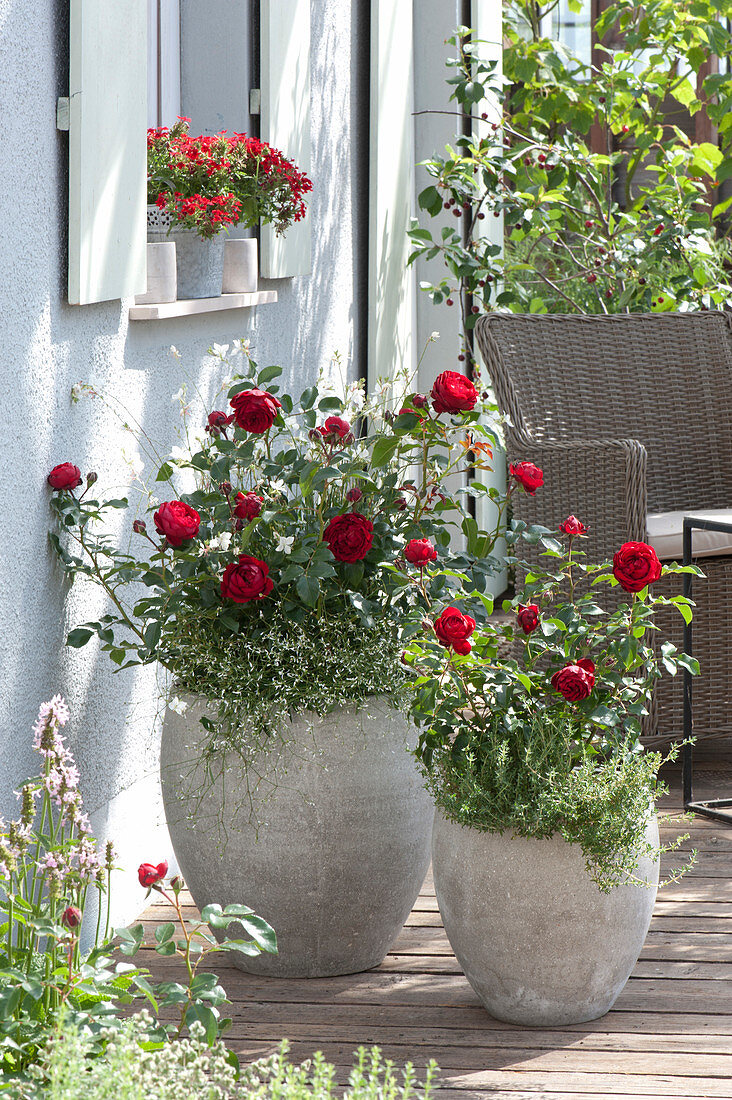 Rosa 'Till Eulenspiegel' (bed rose), fairytale rose, often flowering