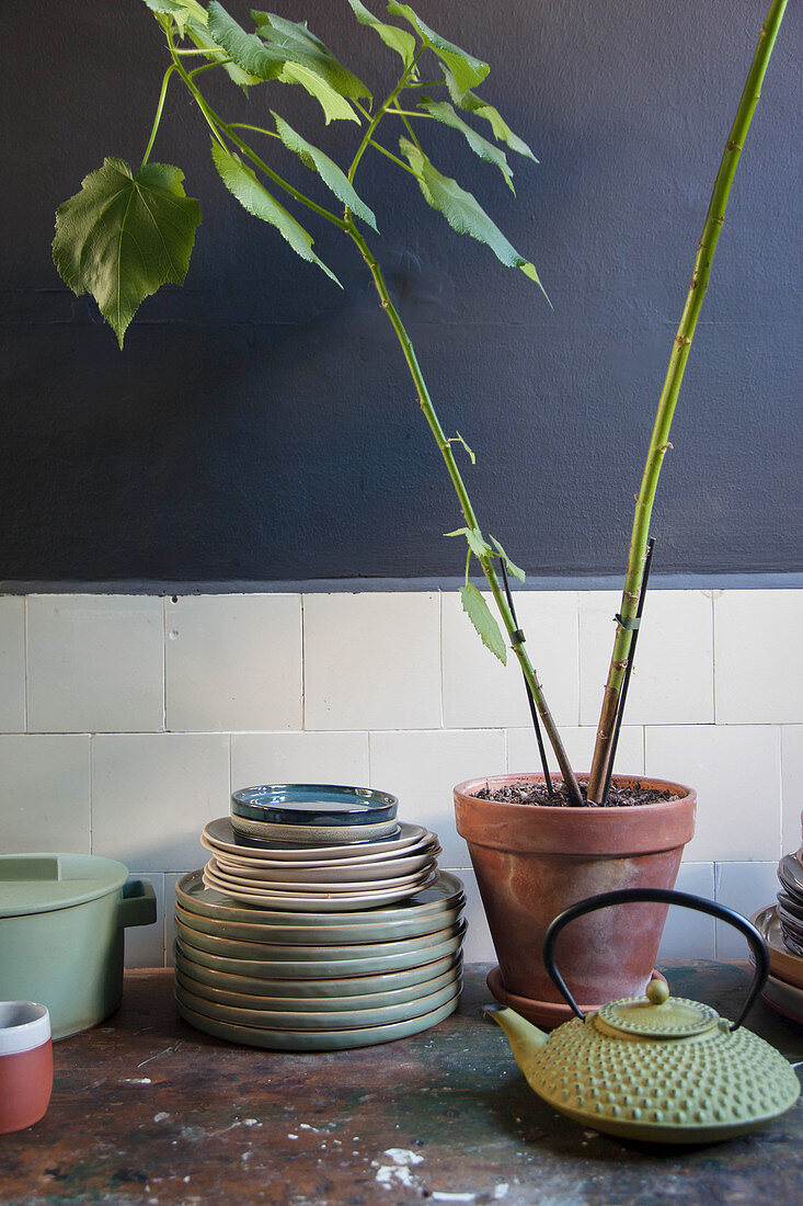 Geschirr und Zimmerpflanze auf altem Holztisch in Küche mit dunkler Wand