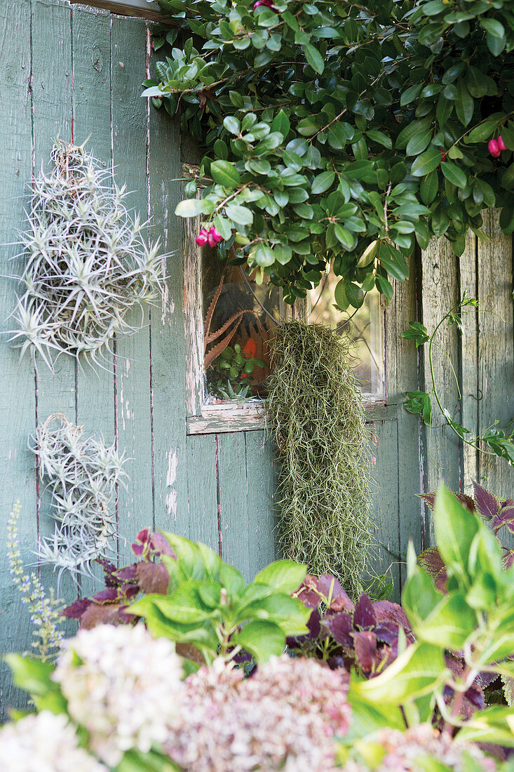 A wooden shed with tillandsia