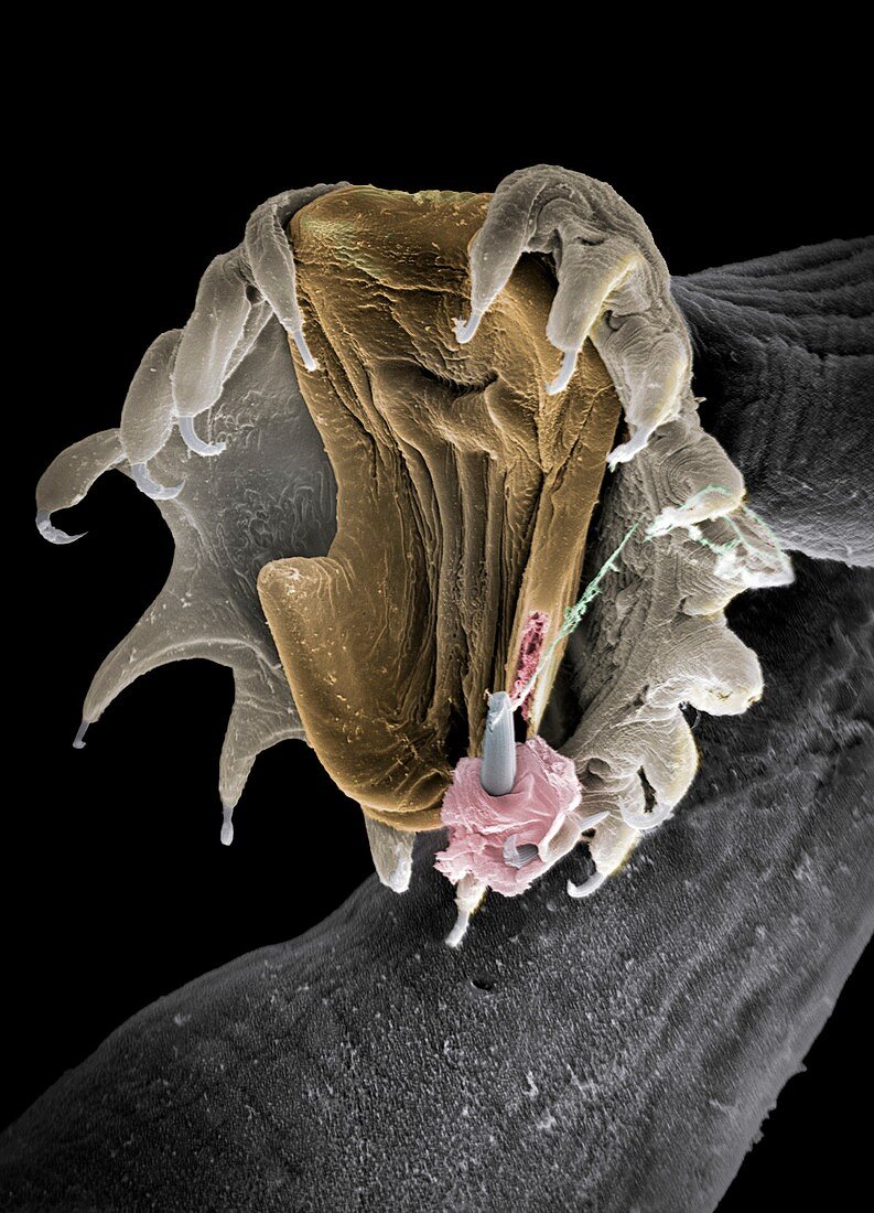Gyrodactylus aquatic parasite, SEM