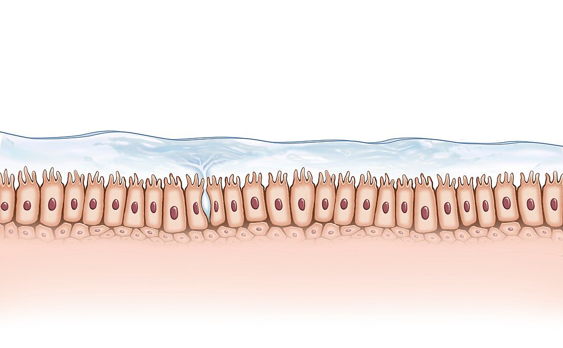 Mucous membrane, illustration