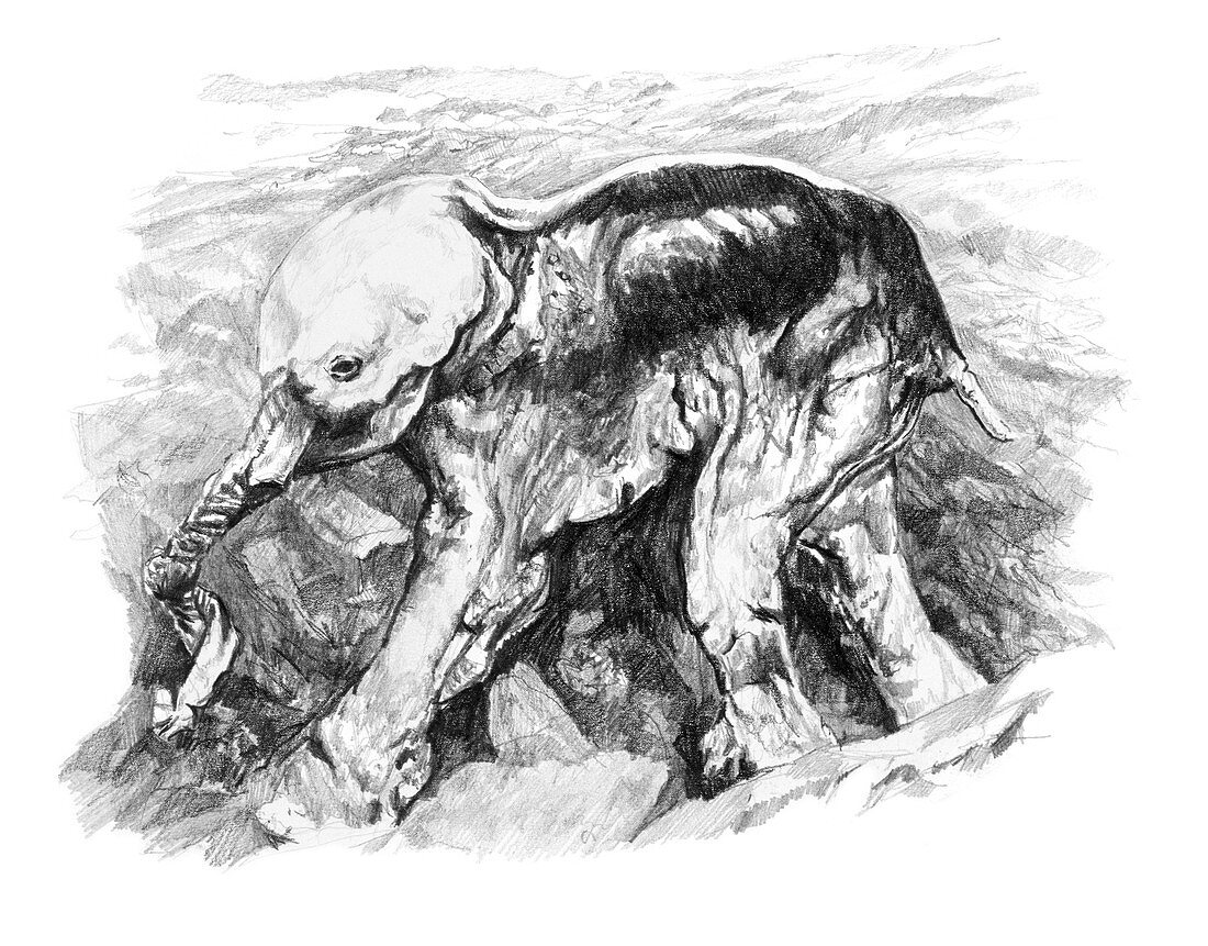 Prehistoric baby mammoth, illustration