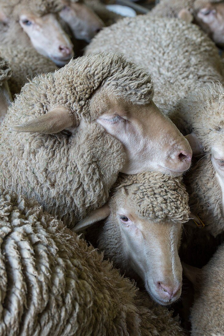 Merino sheep at an auction