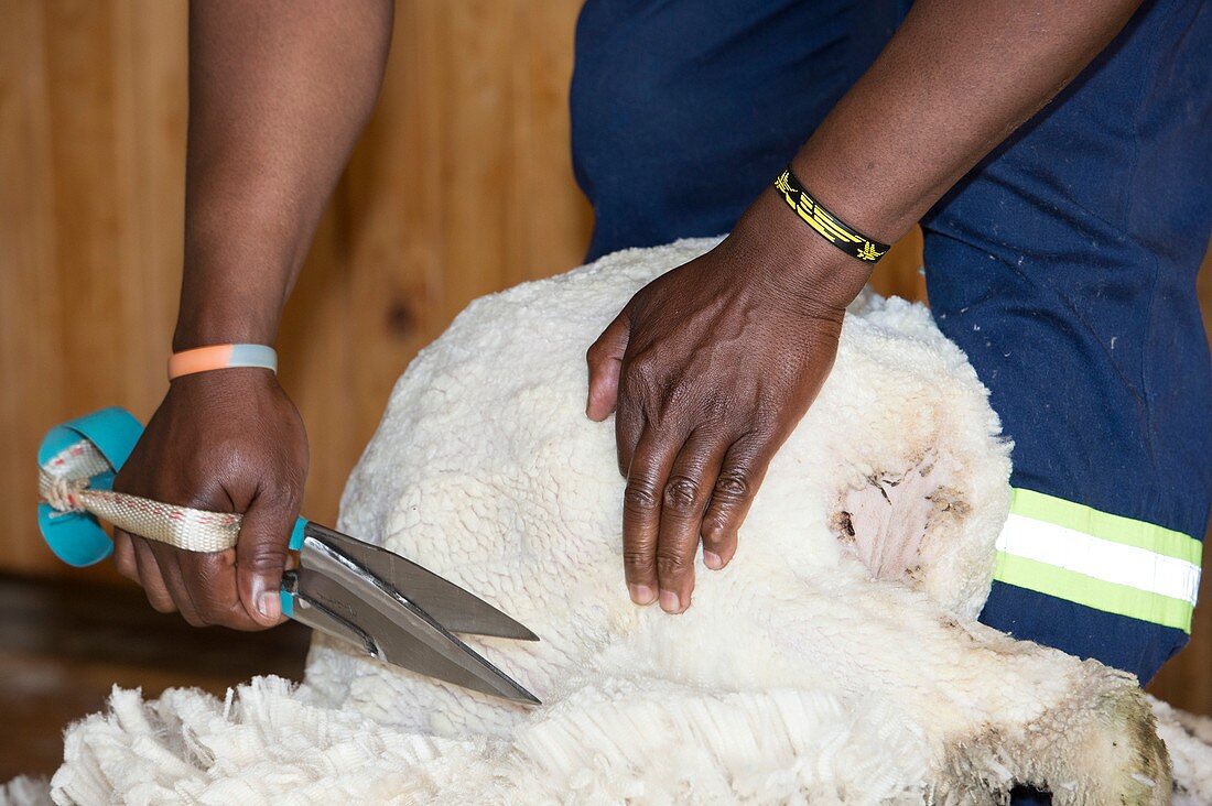 Hand shearing of Merino Sheep