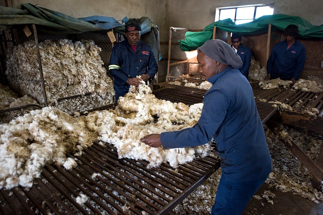 Workers sorting Merino wool