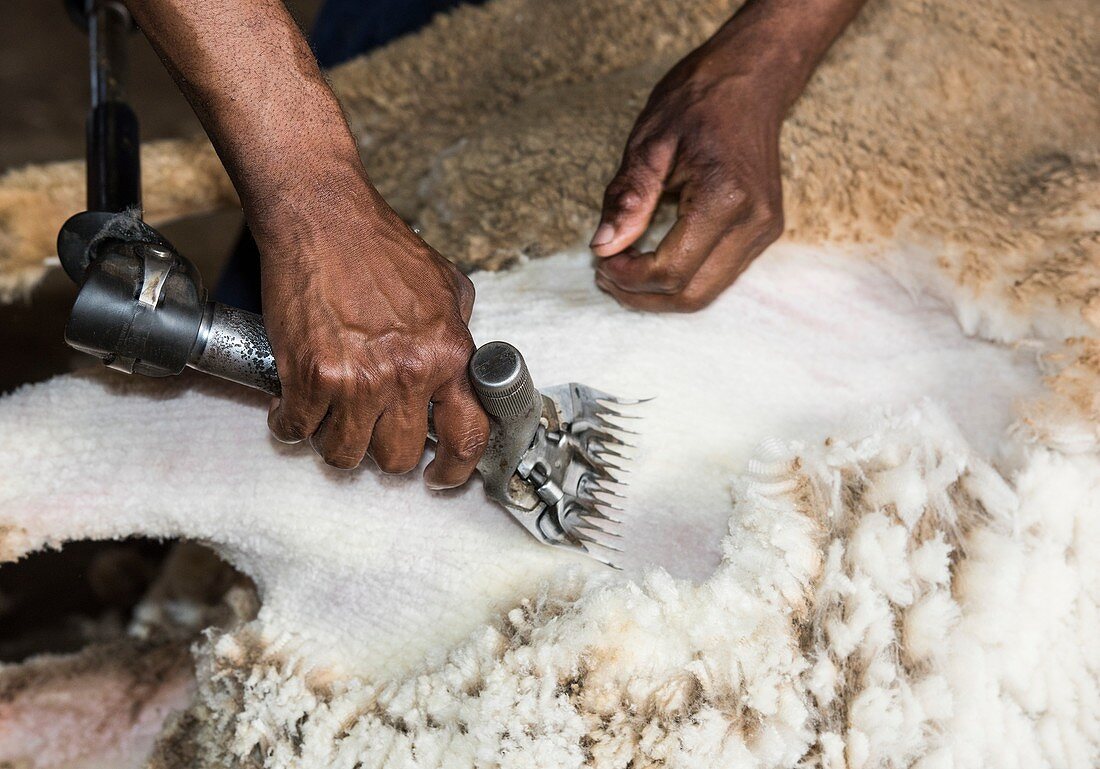 Sheep shearing with an electric clipper