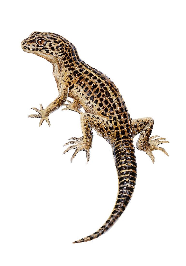 Lizard, illustration