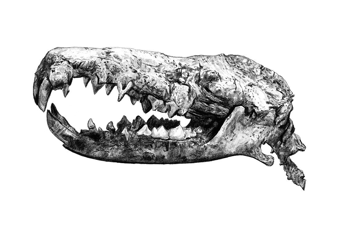 Skull of Deinogalerix, illustration
