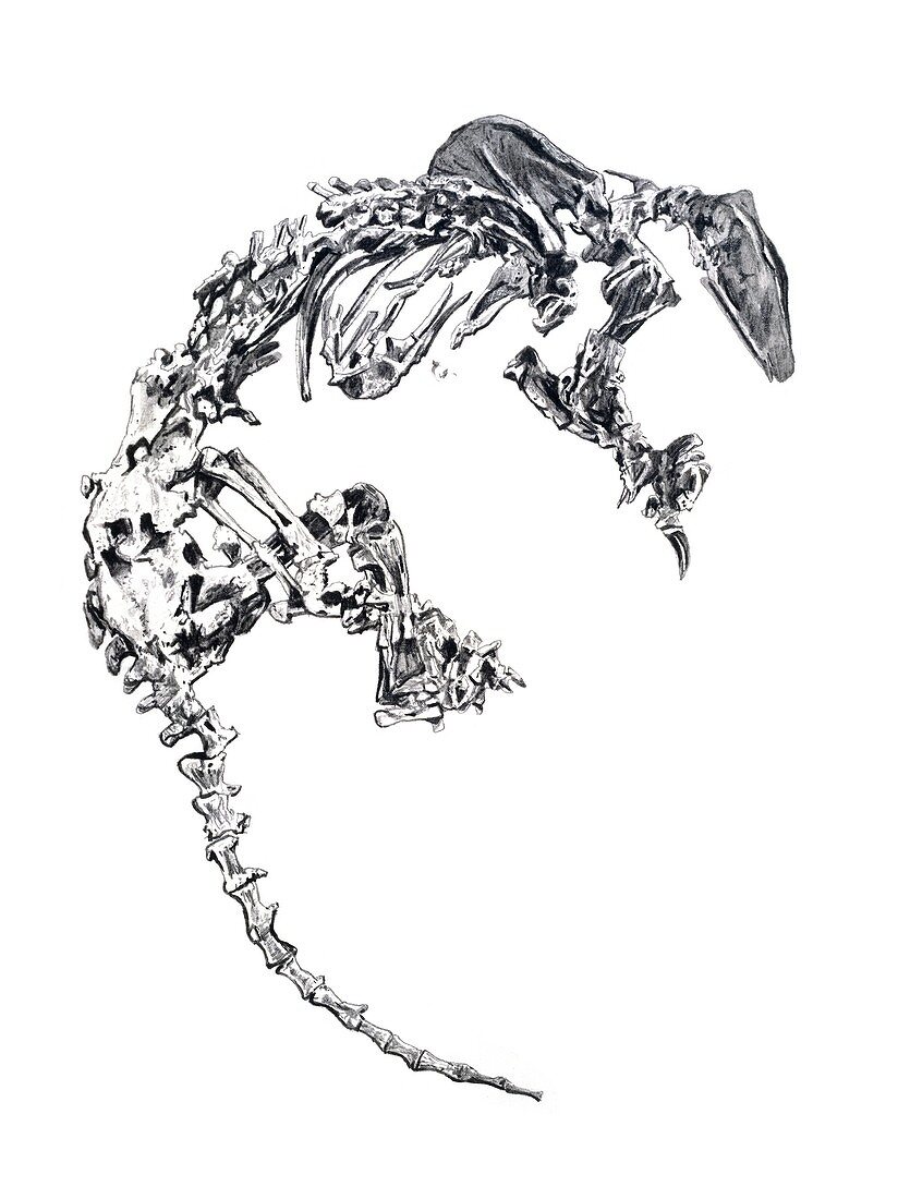 Skeleton of Eurotamandua, illustration
