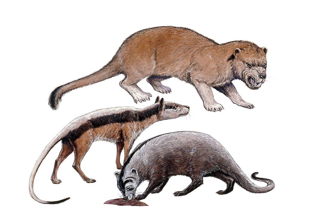 Prehistoric creodonts, illustration