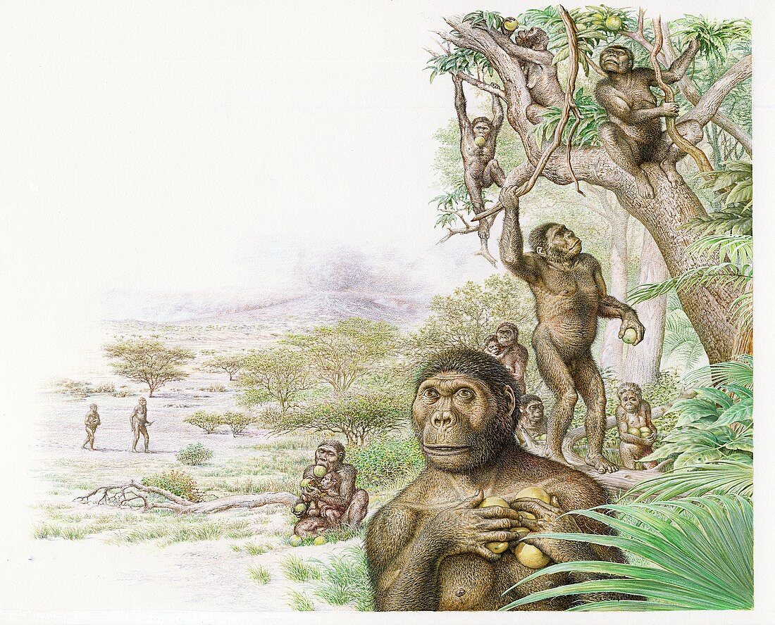 Australopithecus Afarensis Gathering … – Bild Kaufen – 12419366 Science