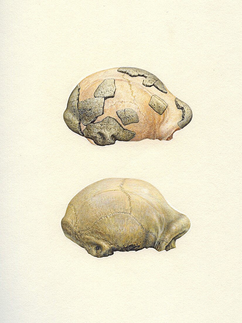 Homo erectus fossil skulls, illustration