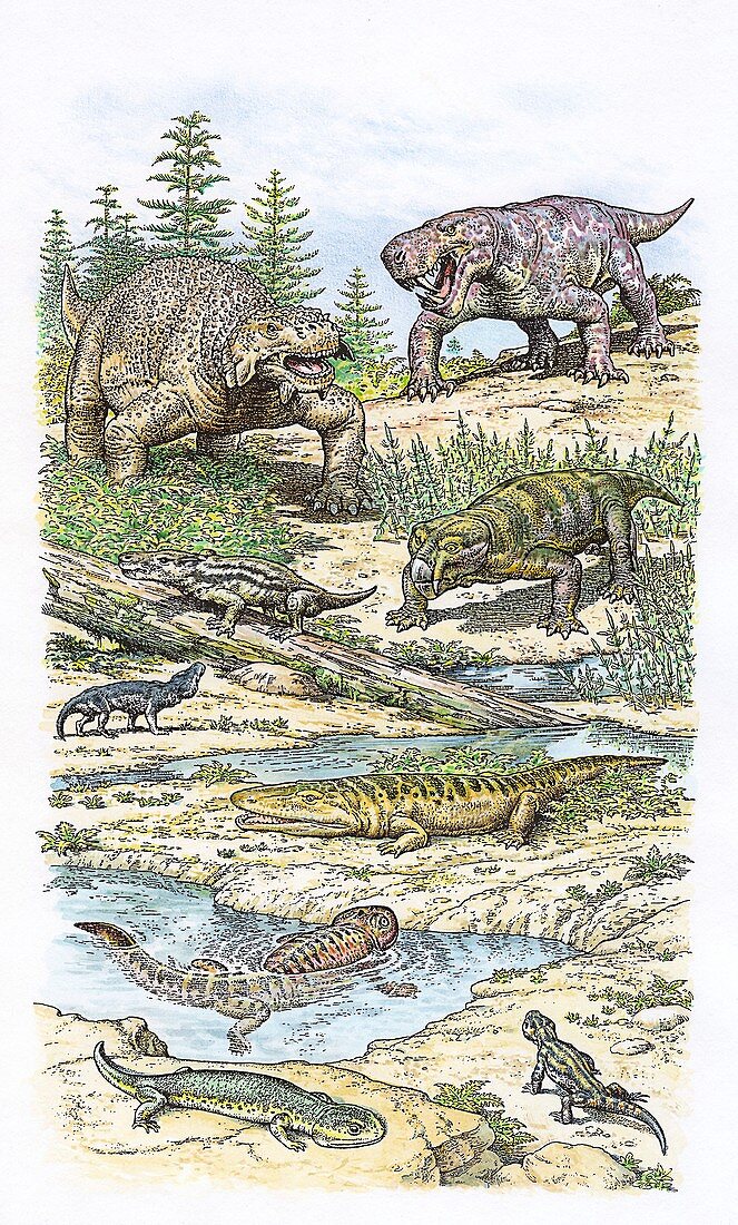 Permian fauna, illustration