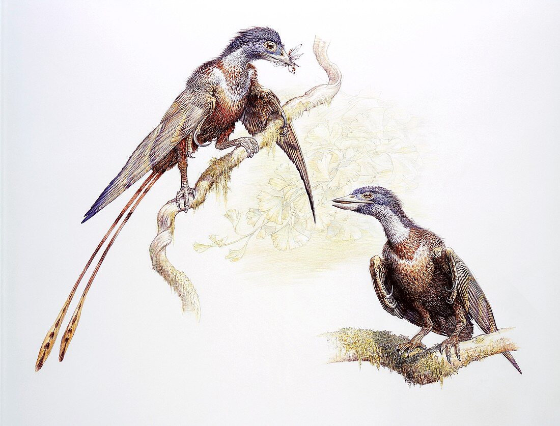 Confuciusornis prehistoric birds, illustration