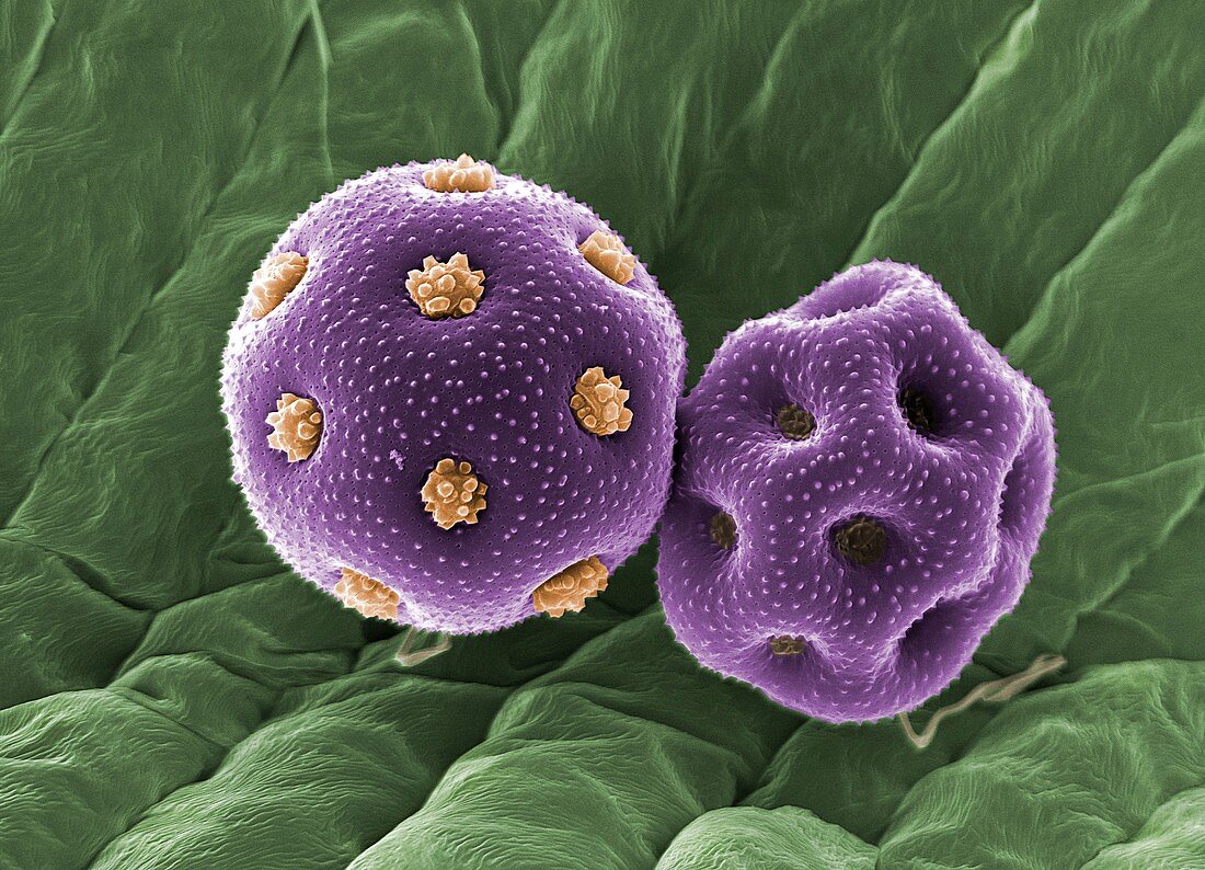 Stitchwort pollen grains, SEM