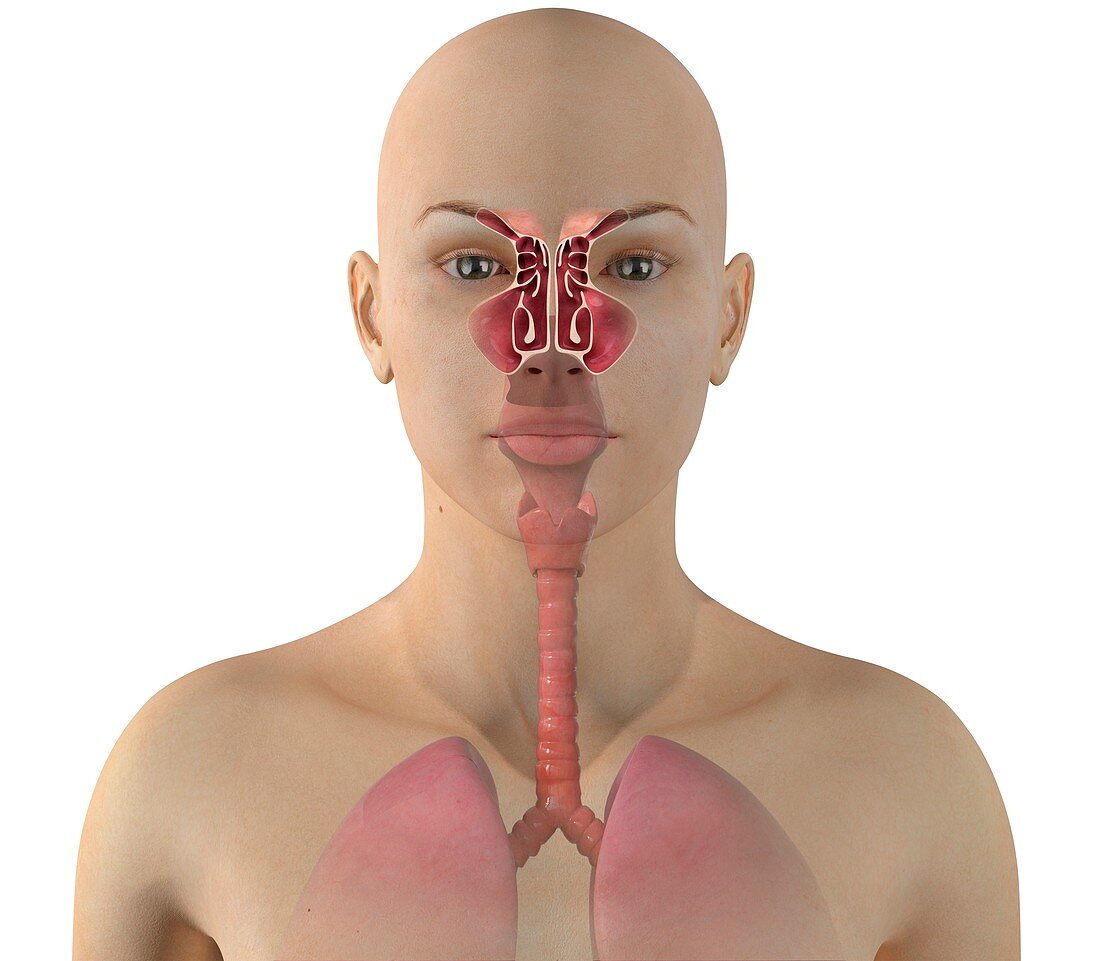 Sinus anatomy, illustration