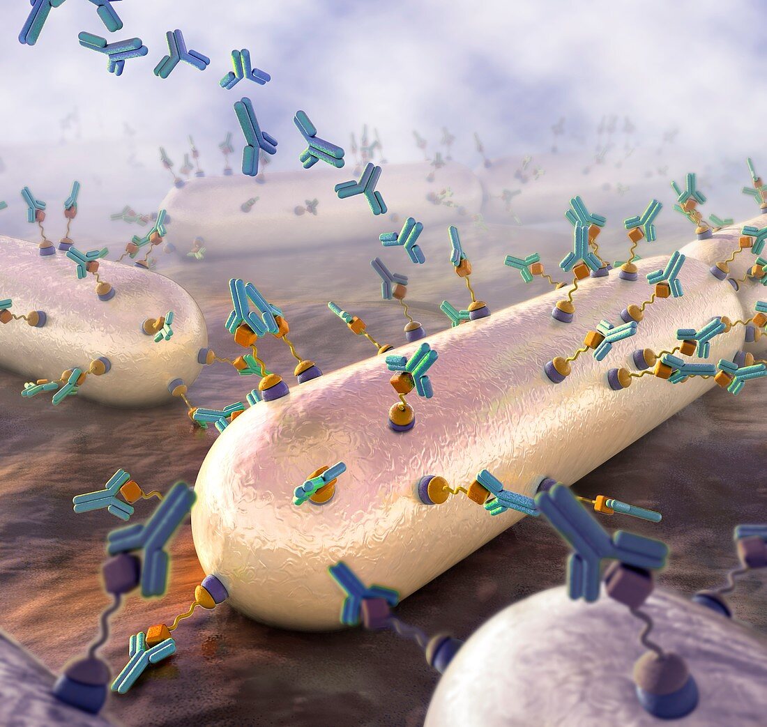 Antibodies attacking bacteria
