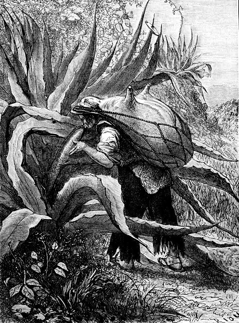 Agave harvest, Mexico, 19th Century illustration