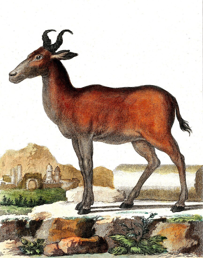 Red hartebeest, 19th Century illustration