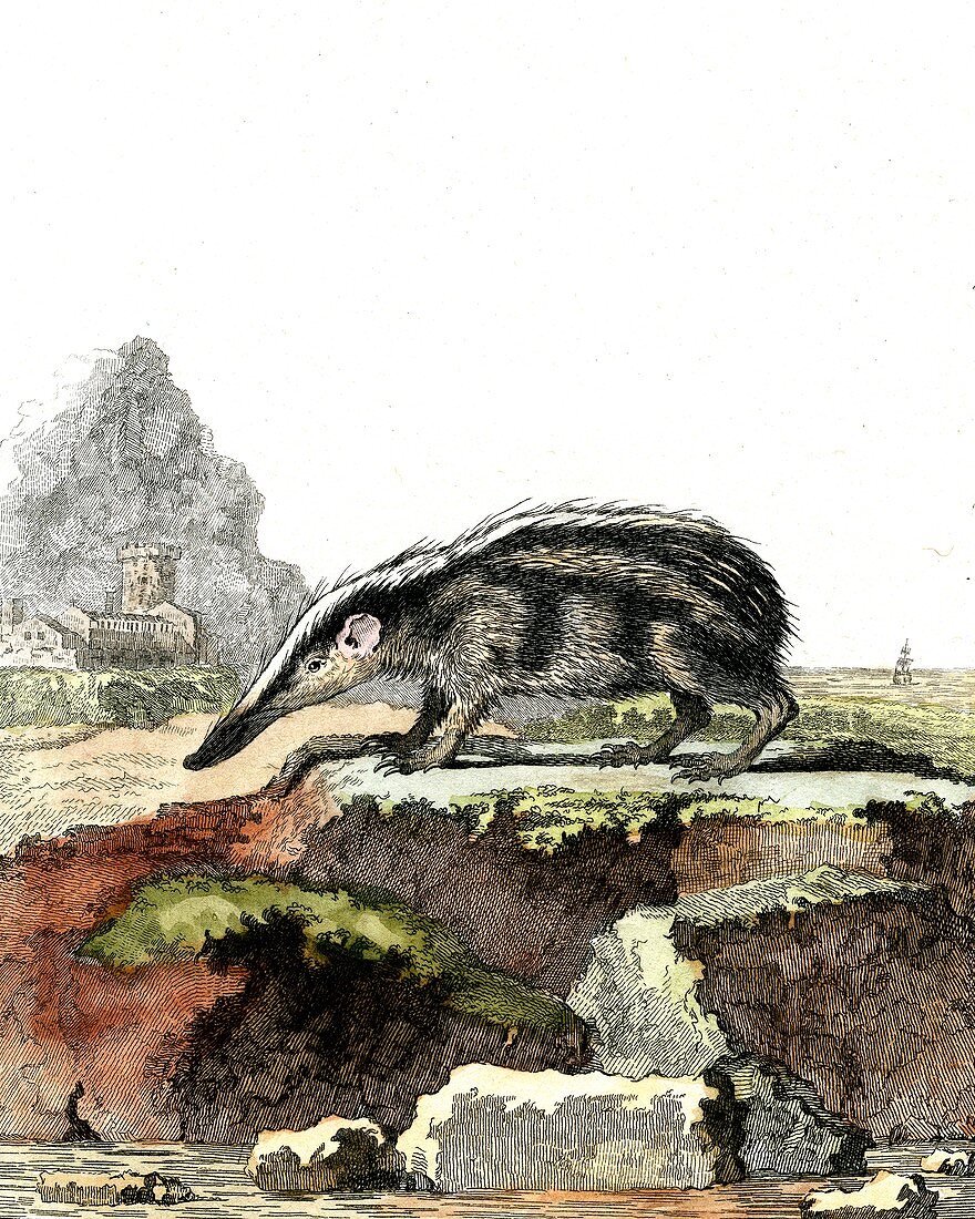 Greater hedgehog tenrec, 19th Century illustration