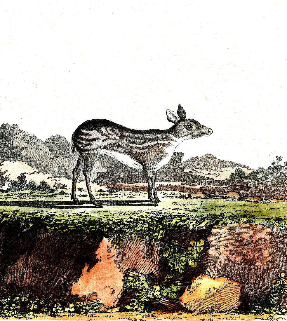 Alpine musk deer, 19th Century illustration