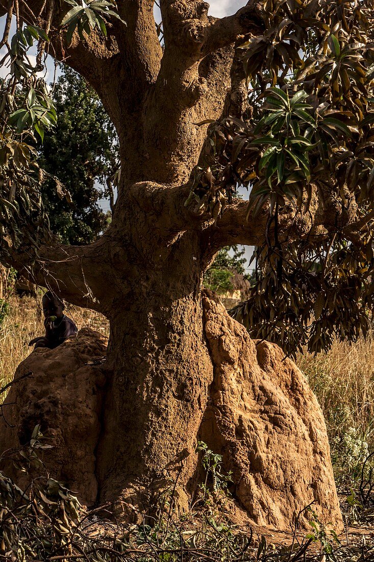 Tree and termite mound, Uganda