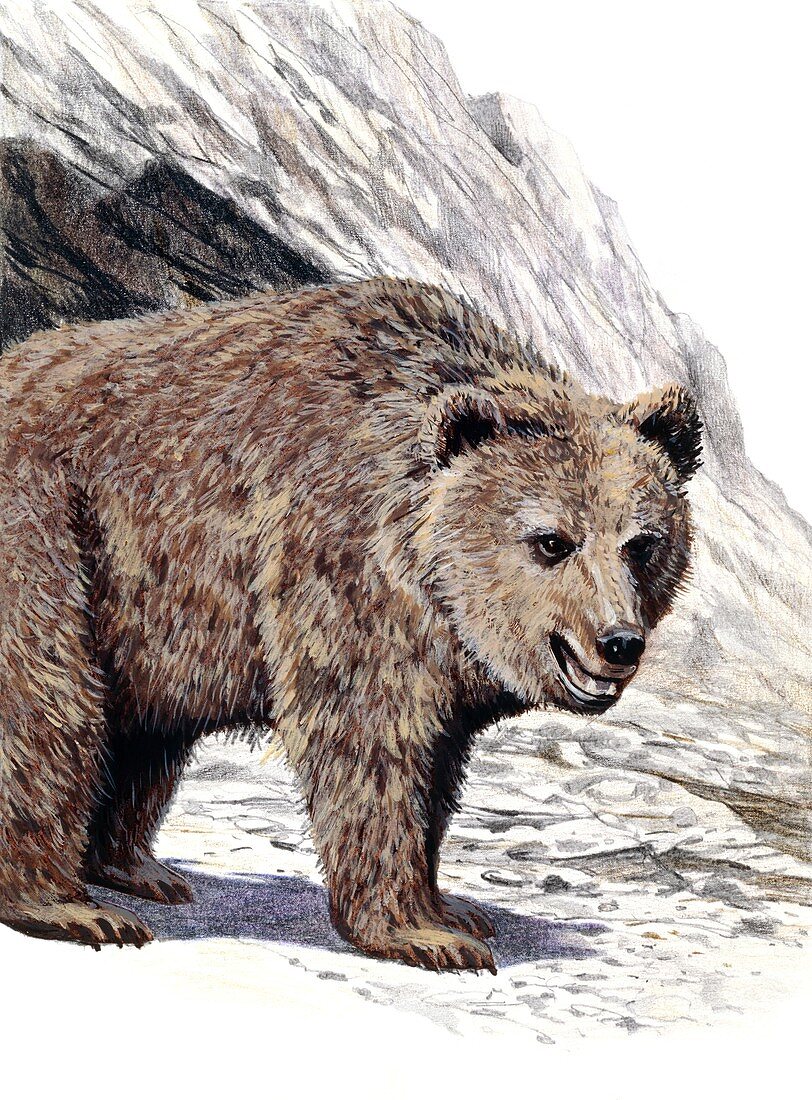 Prehistoric cave bear, illustration