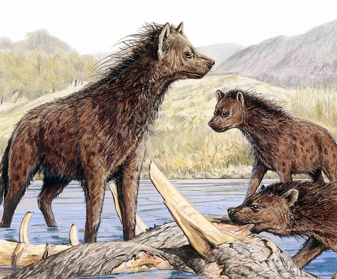 Pachycrocuta prehistoric hyenas, illustration