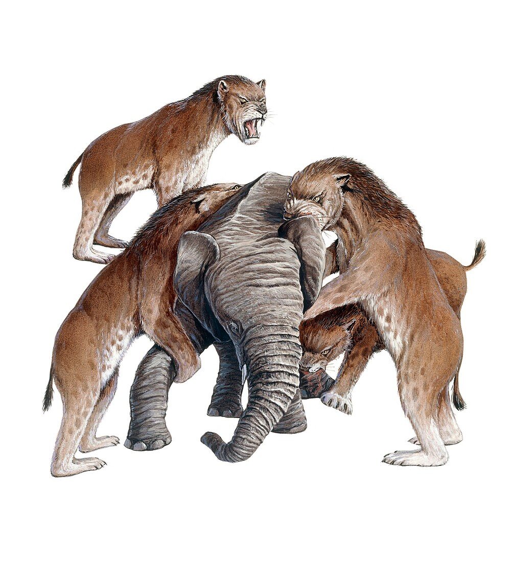 Homotherium sabretooth cats and prey, illustration