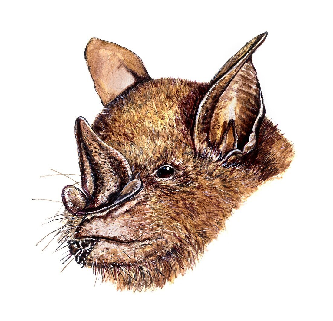 Leaf-nosed fruit bat, illustration