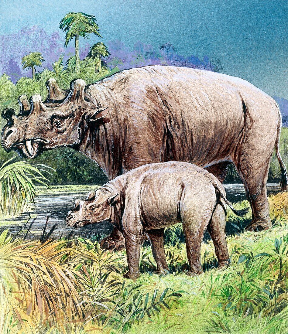 Uintatherium, illustration