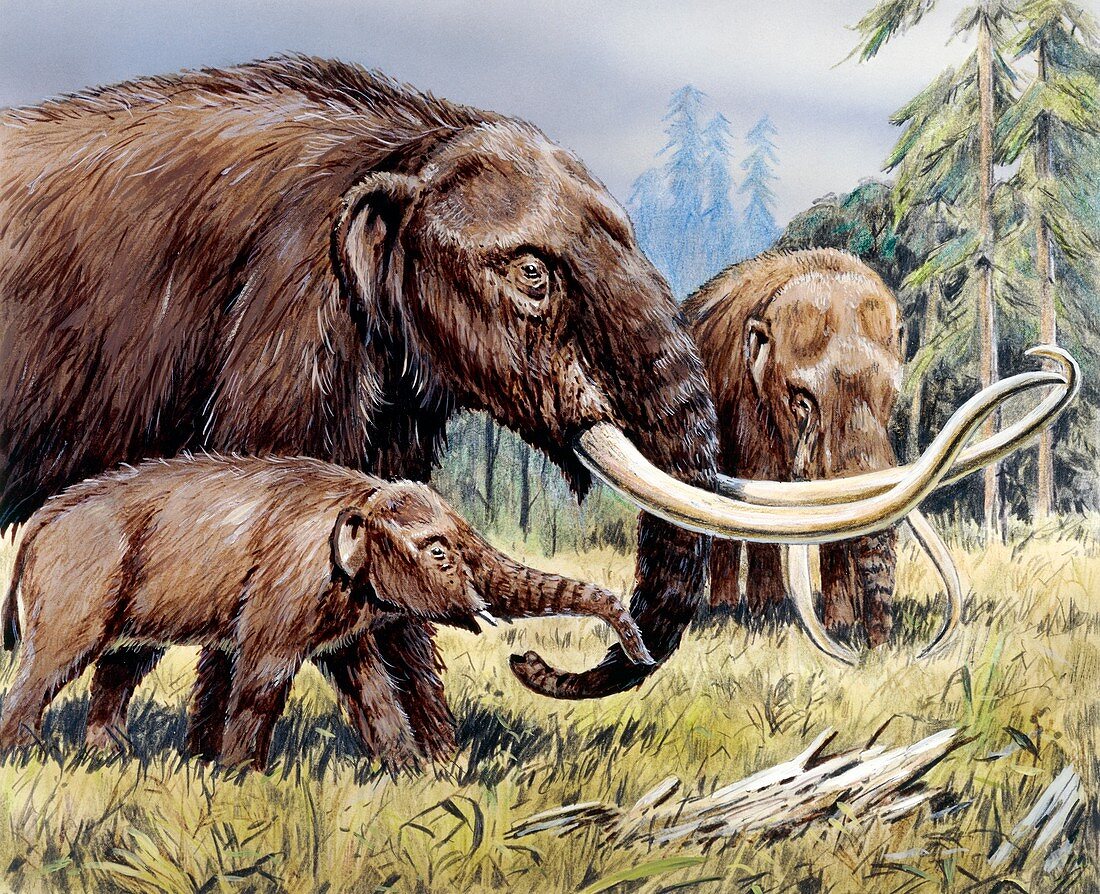 American mastodon with young, illustration