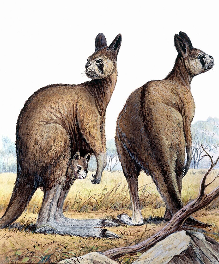 Procoptodon prehistoric kangaroo, illustration