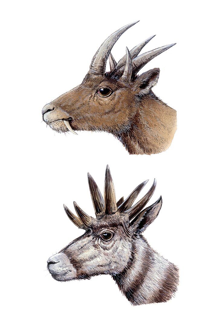 Hoplitomeryx and Hexameryx, illustration