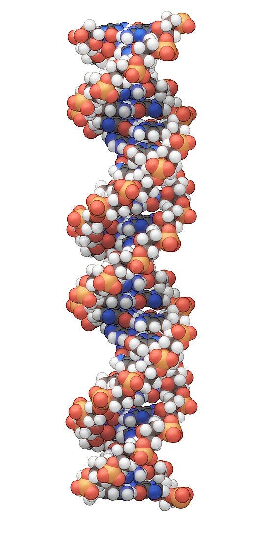 DNA molecular structure, illustration