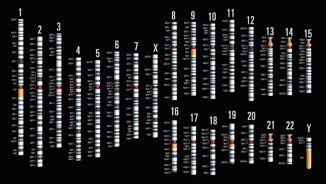 Human genome, illustration